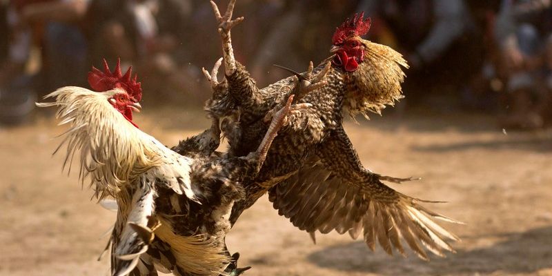 Đá Gà Cựa Sắt