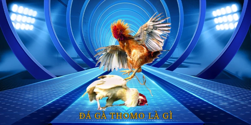 Đá gà thomo là gì