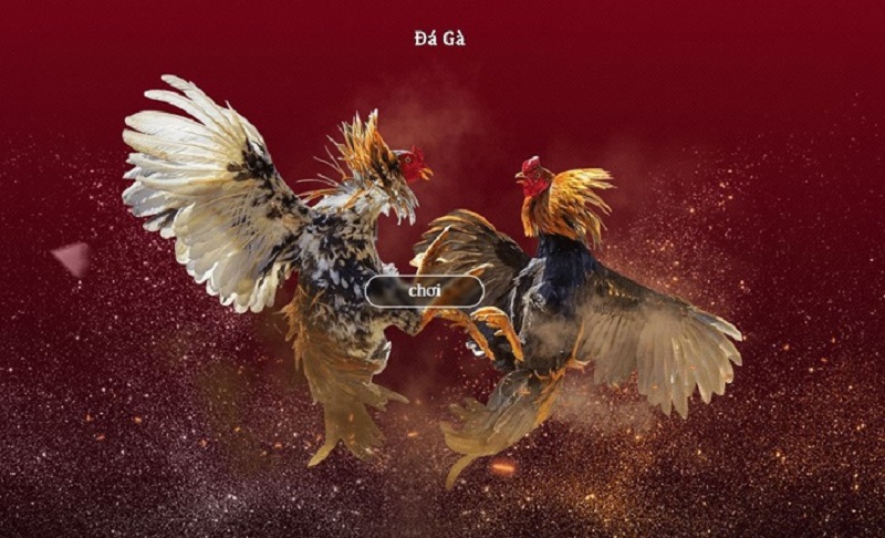 Lý Do Nên Tham Gia Đá Gà Kim88